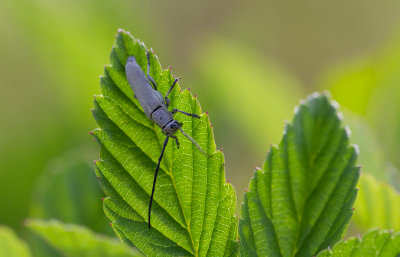 beetle 1.JPG