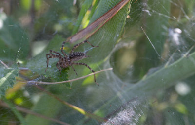 funnel-web spider.JPG