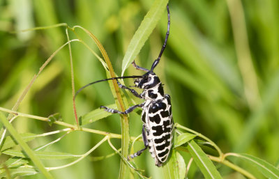 cottonwood borer 1.JPG