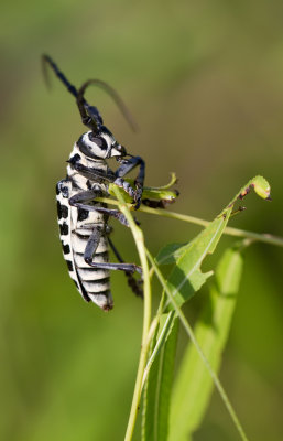 cottonwood borer 4.JPG