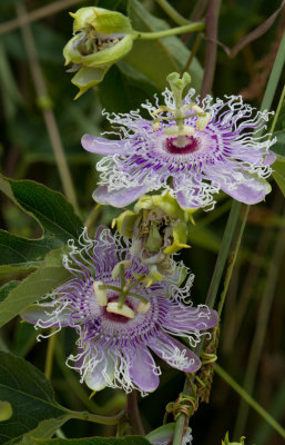 passion-flower 2.JPG