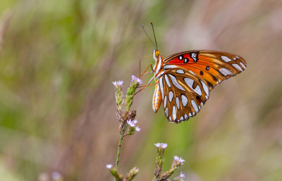 gulf fritillary.JPG