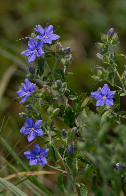 blue waterleaf 1.JPG