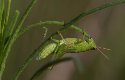 grasshopper 4.JPG