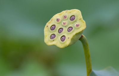 lotus seeds.JPG