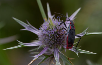 Red shouldered Bug.JPG