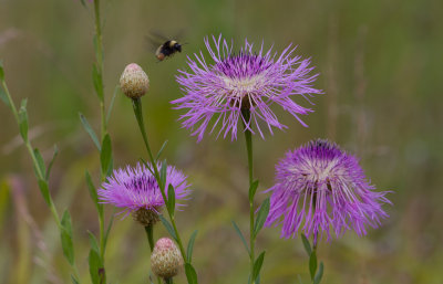 Basket Flower and bunmble bee.JPG