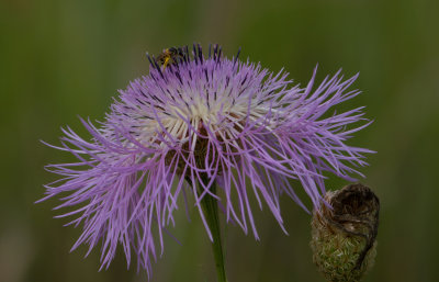 Basket Flower and Bee.JPG