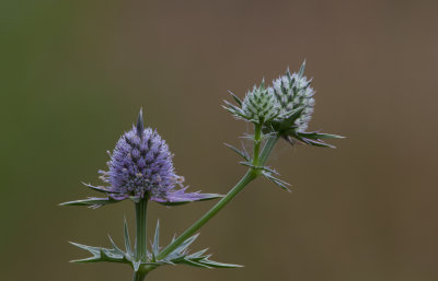 Eryngo 3.JPG