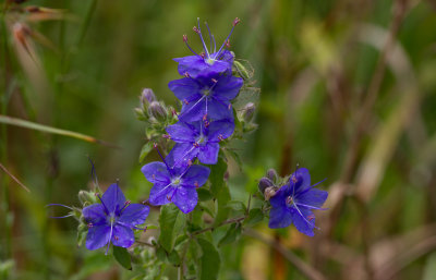 Blue Waterleaf.JPG