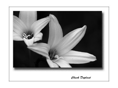 flowers_in_black_and_white