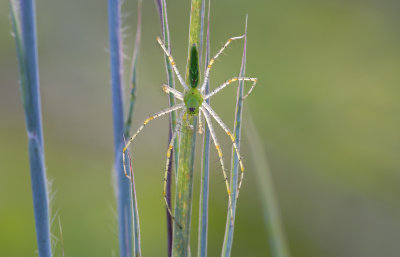 male Green Lynx spider.JPG