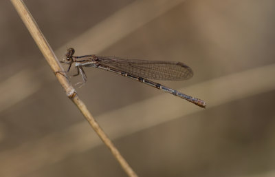 g9/67/427067/3/151930199.b783jmaQ.jpg