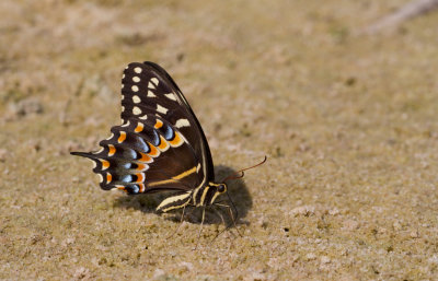 Palamedes Swallowtail.JPG