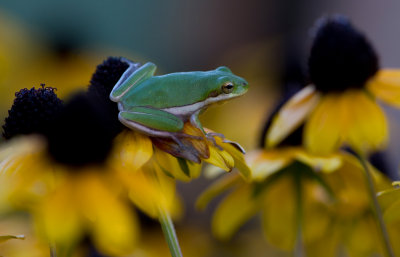 tree frog 2.JPG