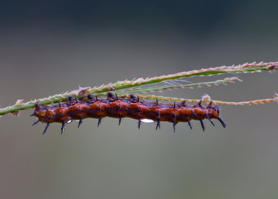 fritillary caterpillar.JPG