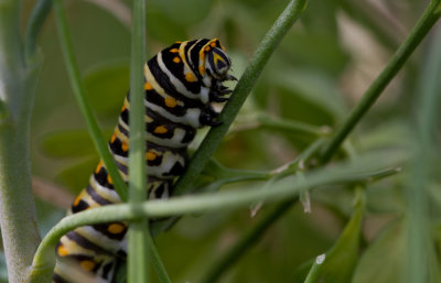 black swallowtail caterpillar.JPG