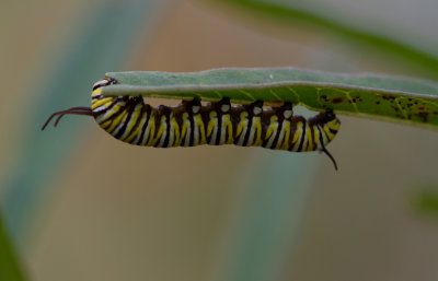 Monarch caterpillar 2.JPG