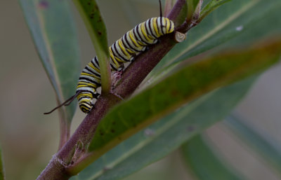 Monarch caterpillar 1.JPG