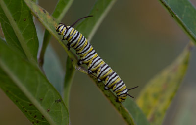 Monarch caterpillar.JPG