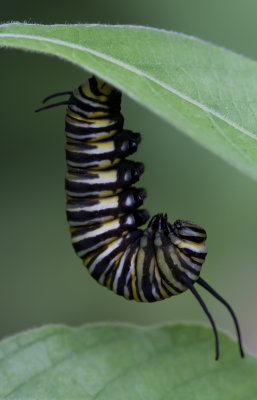Monarch caterpillar 3.JPG
