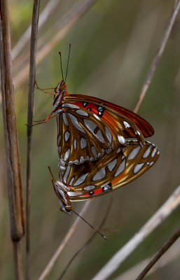 Gulf Fritillay.JPG