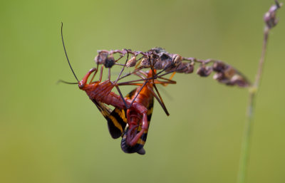 Scorpion Fly mating.JPG
