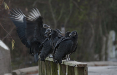 black vultures.JPG