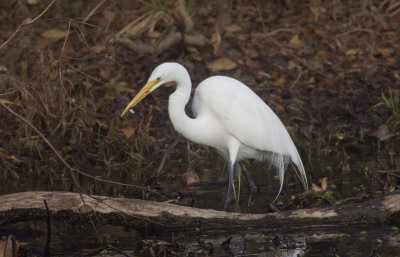 Great Egret with minow.JPG