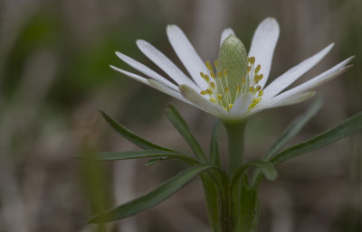 Anemone 1.JPG
