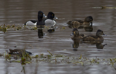 Ring-necked Ducks 3.JPG