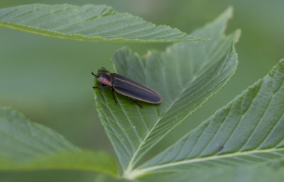 Lightning Bug 1.JPG