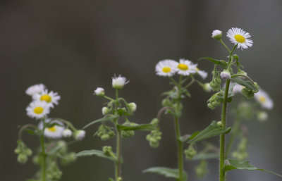 Fleabane.JPG