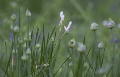 False Garlic and Wild Onion.JPG