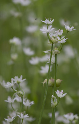 False Garlic.JPG