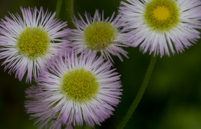 Philadelphia Fleabane.JPG