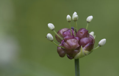 Wild Onion.JPG