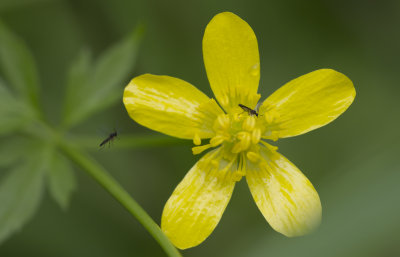 Swamp Buttercup.JPG