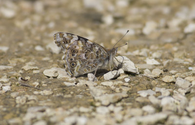 Painted Lady 2.JPG