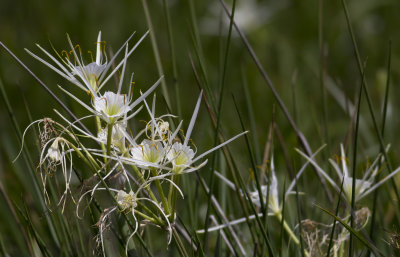 Spider Lily 3.JPG