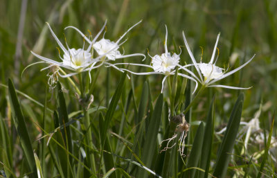 Spider Lily 2.JPG