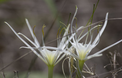 Spider Lily 1.JPG