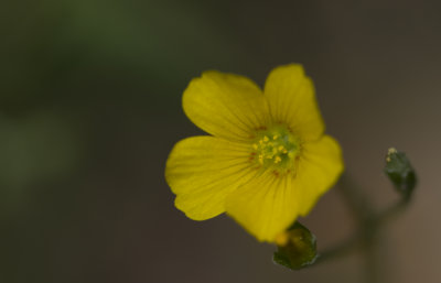 Yellow Wood Sorrel.JPG