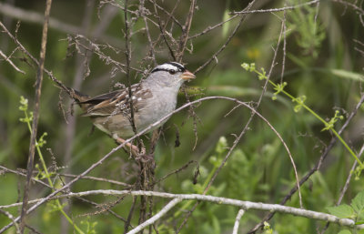 White-crowned Sparrow 2.JPG