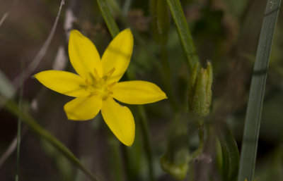 Yellow Star Grass.JPG