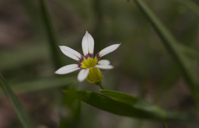 annual blue-eyed grass 1.JPG