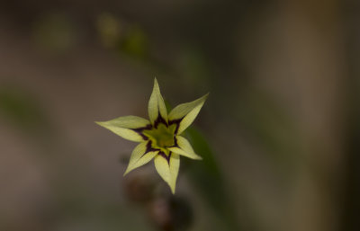 annual blue-eyed grass 2.JPG