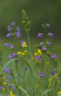 Spring Flowers.JPG