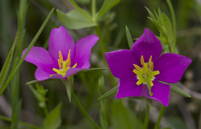 Meadow Pinks.JPG