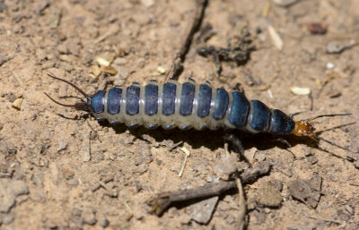 Ground Beetle larva.JPG